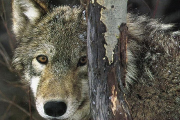 16761366_1236168867Xd2D.jpg!t2w360h240