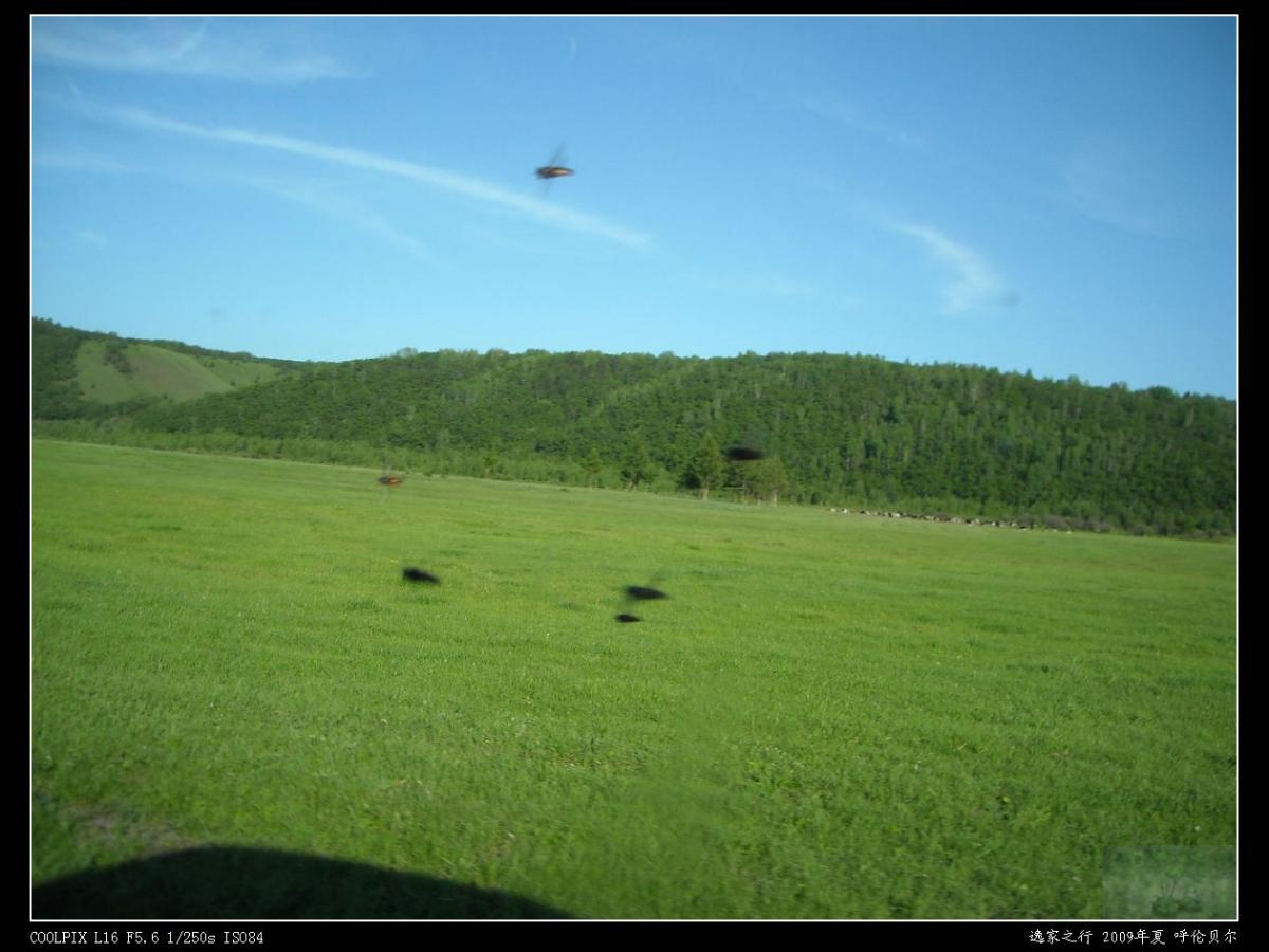当地人称为瞎蒙子的昆虫,会盯人,相当热情好
