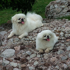 33782562_1253708674QX80.jpg!t2w231h231