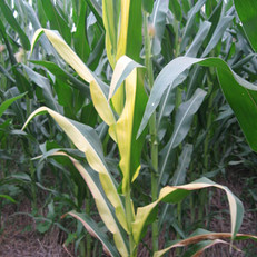 33784922_1287365164gyO5.jpg!t2w231h231