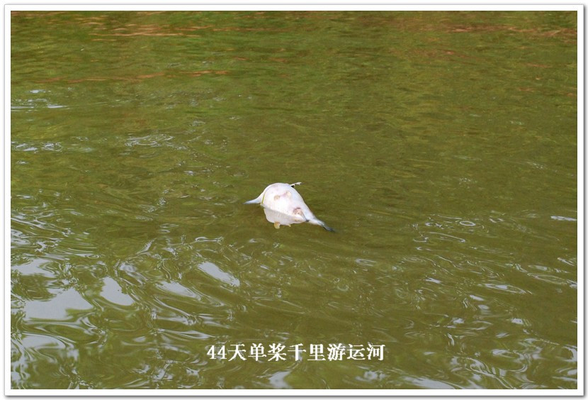 我的传奇--44天单人单桨京杭大运河划行记(全