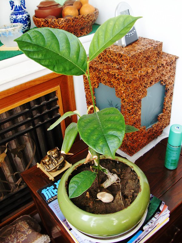 哈哈,我的花盆里长出棵菠萝蜜