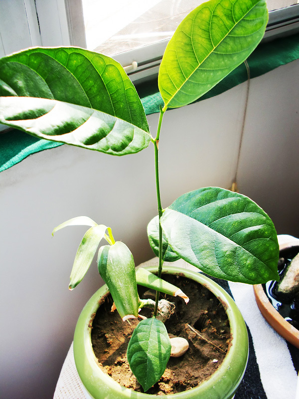 哈哈,我的花盆里长出棵菠萝蜜 - 第1页 - 文字和