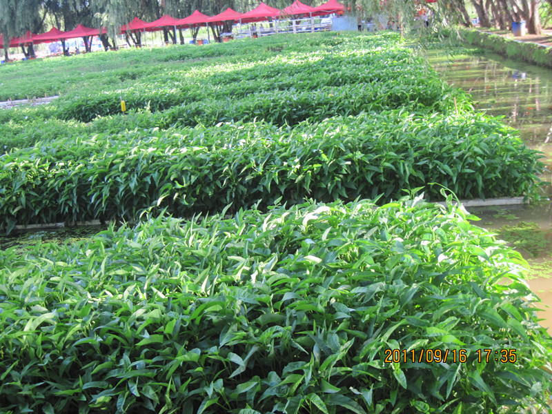 旱空心菜种在水里,它不同于赣中的水空心菜 - 