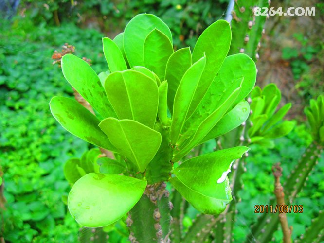 9_01四只鞋,四条江,不爱后货架(2700张图片说