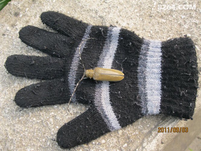 2011_09_01四只鞋,四条江,不爱后货架(2700张