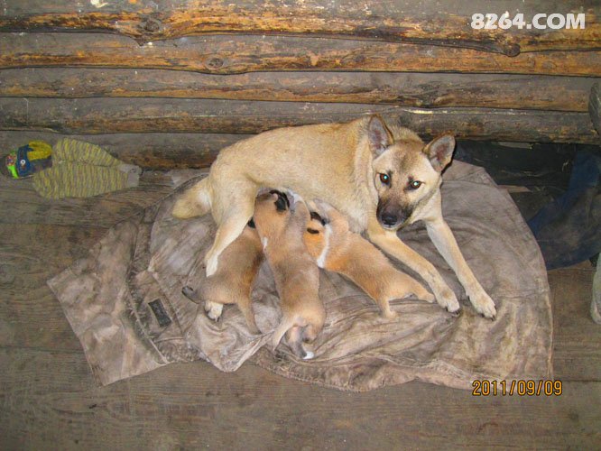 2011_09_01四只鞋,四条江,不爱后货架(2700张