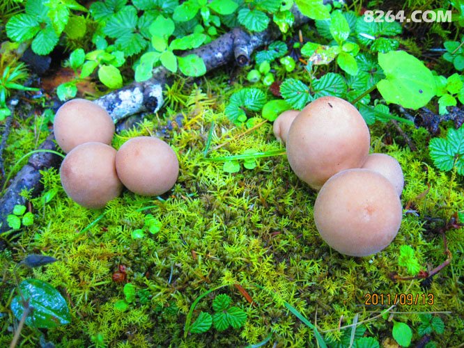 2011_09_01四只鞋,四条江,不爱后货架(2700张