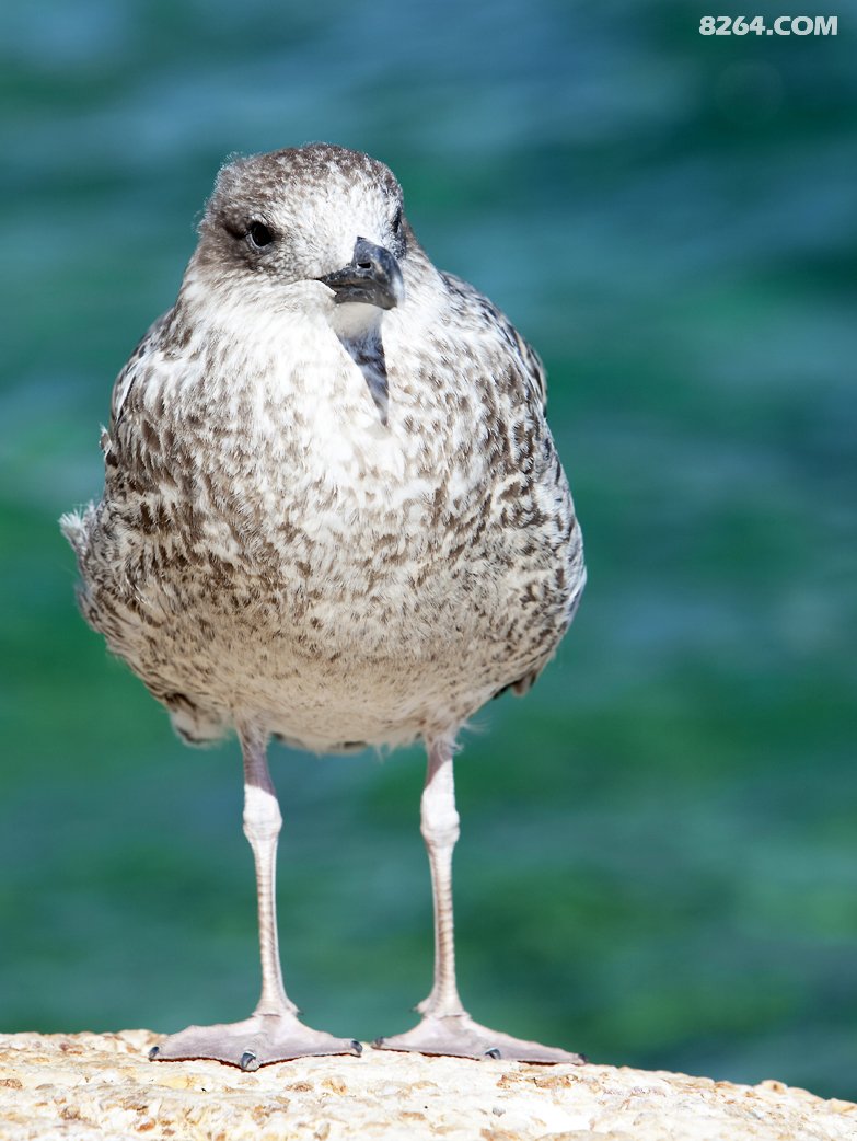 马赛 - 法国治安最差的大城市 (海量图片)