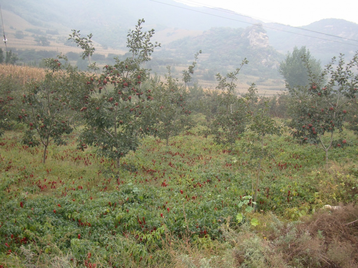 风雨无阻北陵团医巫闾山冰雹行 - 第1页