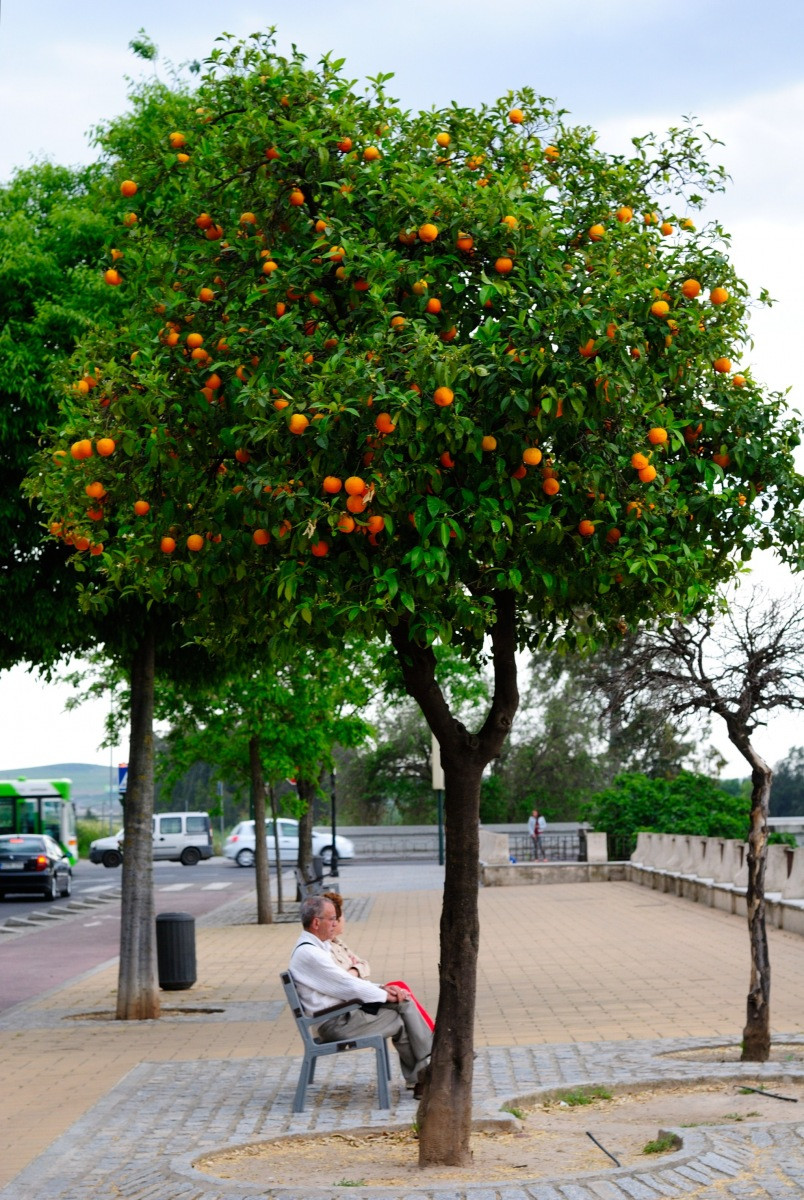 曾经沧海-南西班牙蔚蓝海岸 安达卢西亚风情深