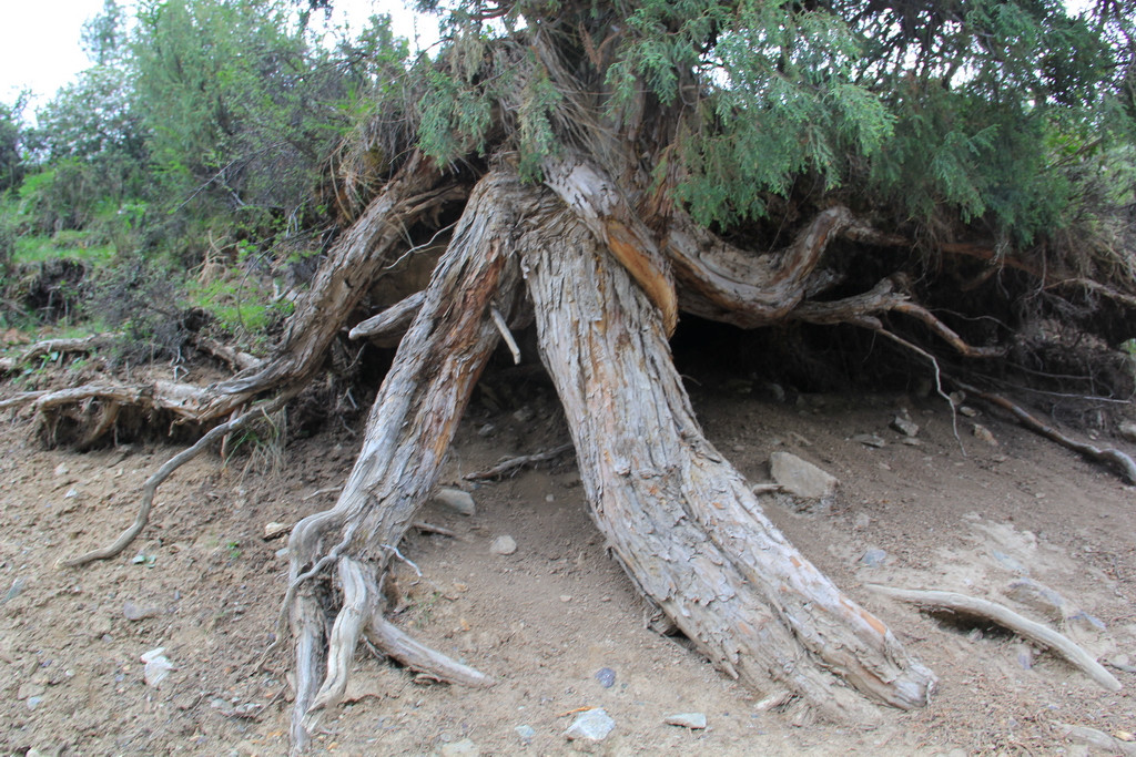 挡不住的疯情,抵不住的诱惑-八渡溪水八出祁山