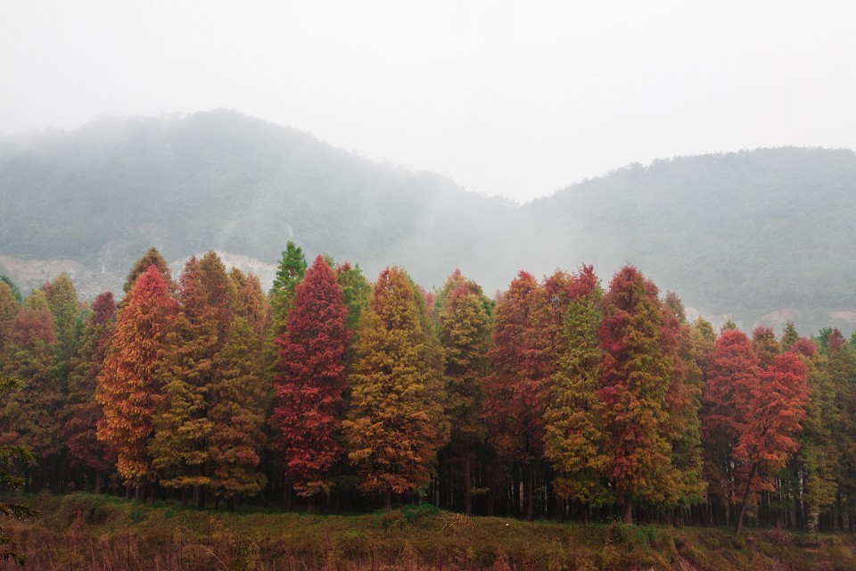 《临海红树林雨中漫游小记》 小芝小雨润如酥, 滩林冠红邀白鹭。 最是一年秋好处, 湿地植被满山铺。 溪中火锅味有趣, 美酒咖啡人人妒。 林间草地伊人舞, 户外归途日已暮。 周日早7:30,4灯泡起身跟随妩媚群近120余人包车至台州临海,经过2小时40分多路程,抵达小芝镇溪下村。天公有点不做美,一直下着小雨,但一丝也不影响我们出游的热情,红树林,我们来了。。。红树林,原为网络上驴友们对此地树林形象、美好、时令的称呼,其实为美国水杉,一入秋叶子就黄中泛红,一大片的红树林,蔚为壮观。 约10:20多,一下车,大