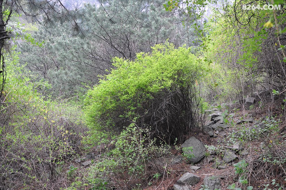 淡淡的北沟淡淡的风景