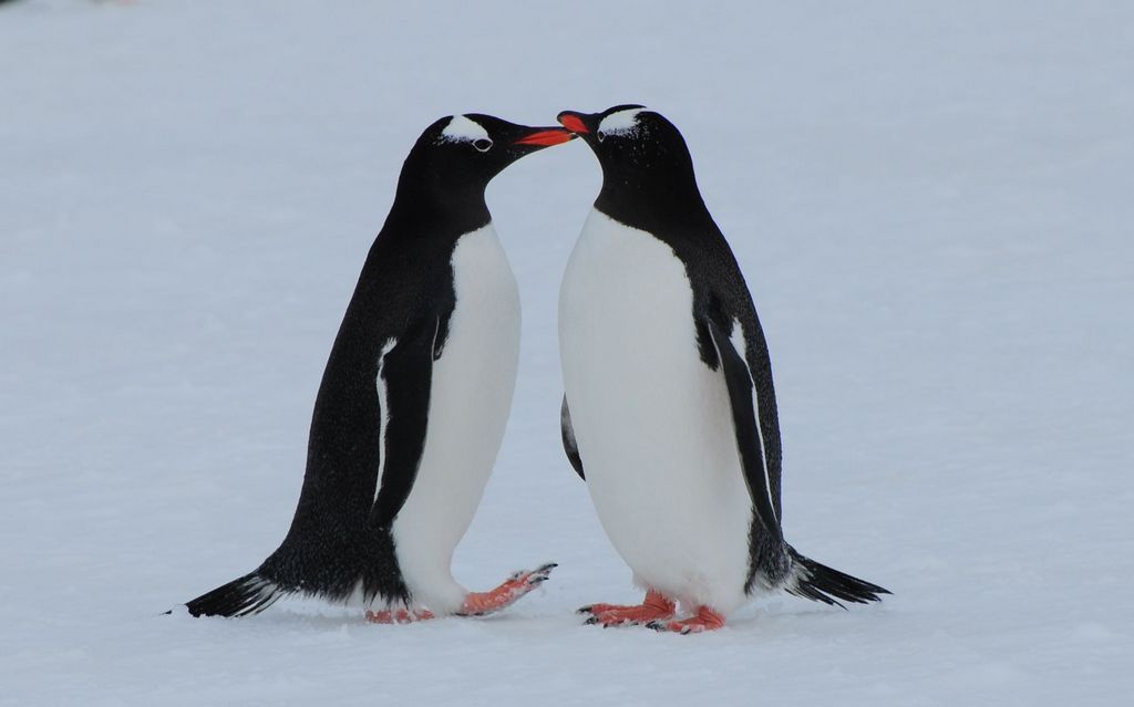 南极企鹅