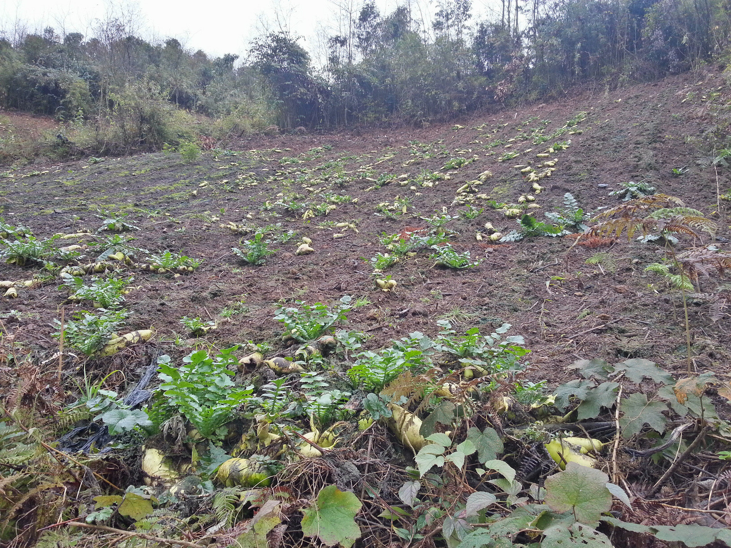 龙池乡的高山罗卜 - 20141201