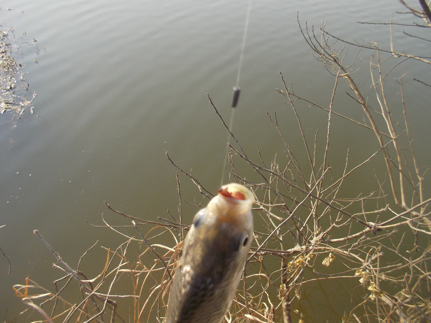 12月分冬季野钓乐趣随拍