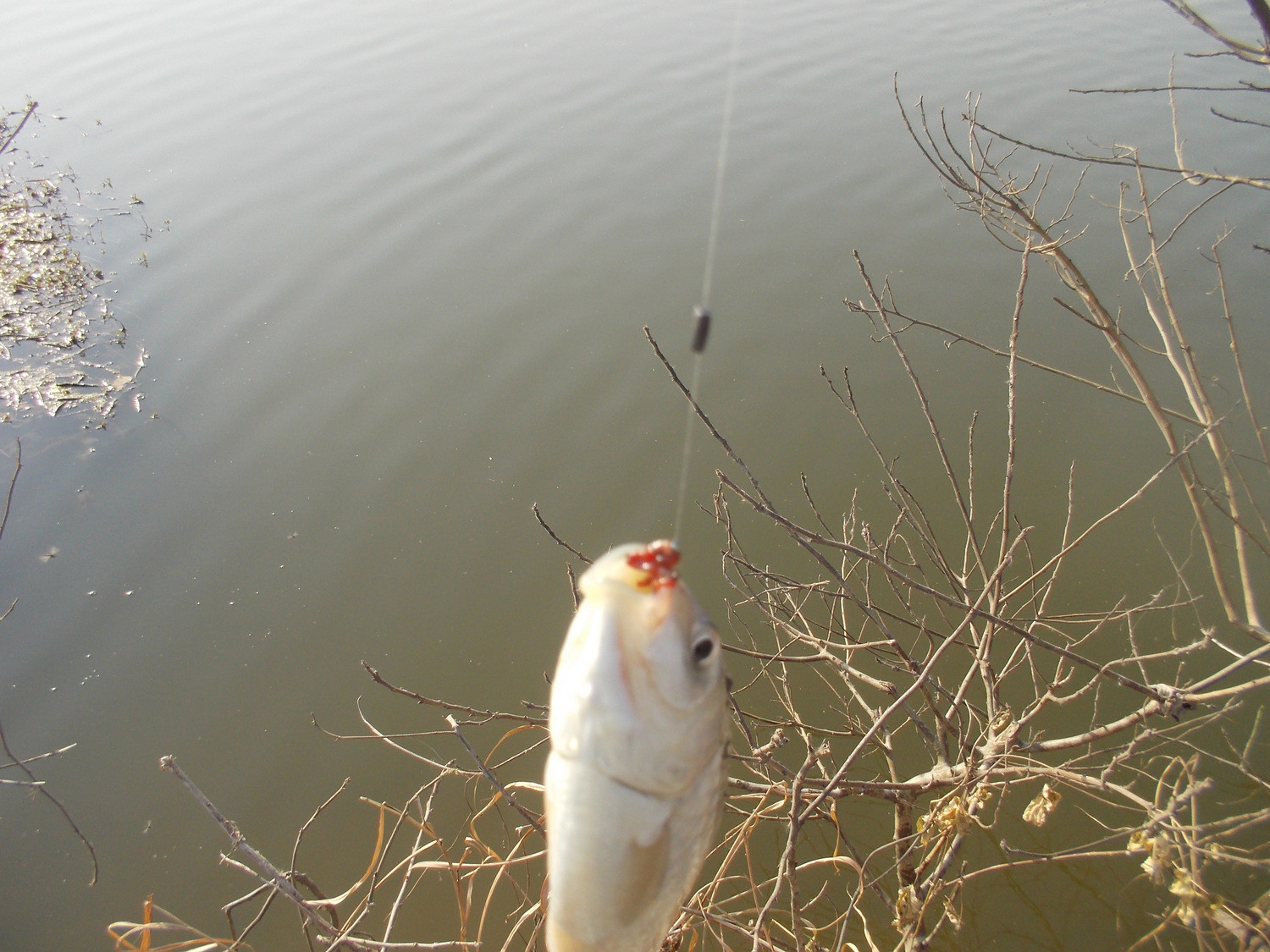 12月分冬季野钓乐趣随拍