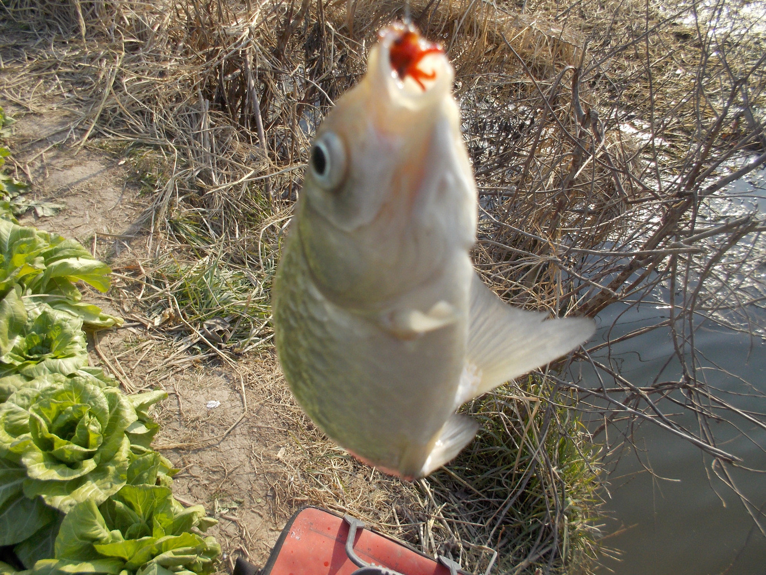 冬天手竿休闲野钓乐趣 - 第2页