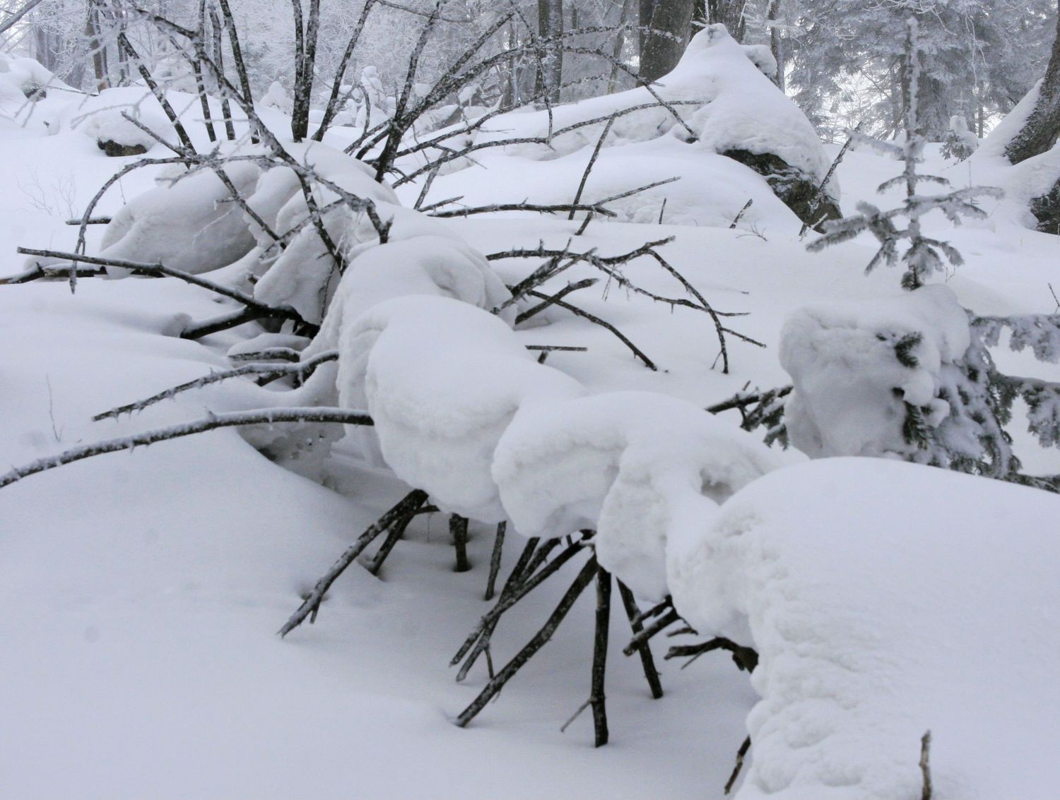 我的第一次穿越--吉林蛟河老爷岭穿越、赏松江