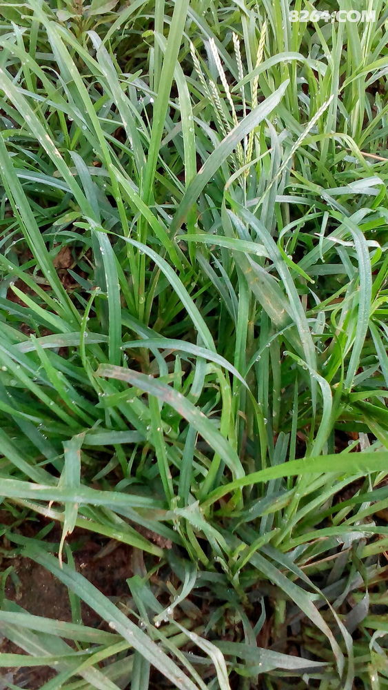 快乐的灯草坪休闲行 - 第1页 - 四川 - 户外资料网