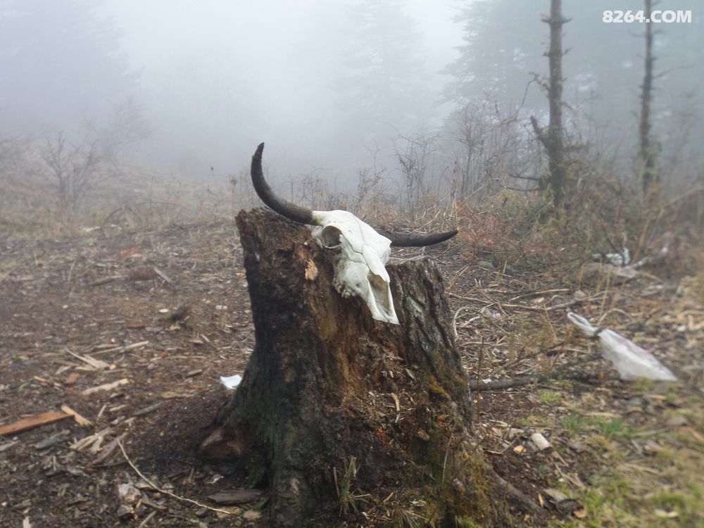 深入盘龙山探秘汶川地震震源,十万关金卷失落