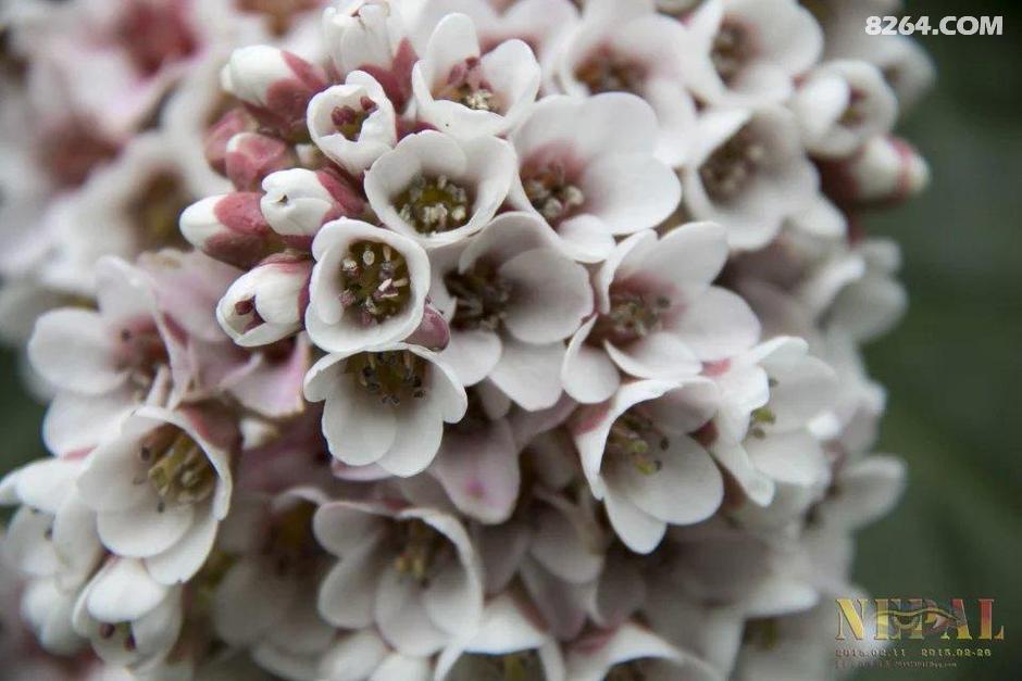 有一条去尼泊尔的路,我要走到老。二月二十二