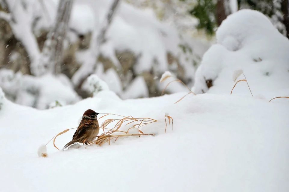 新乡雪景 - 户外资料网8264.com