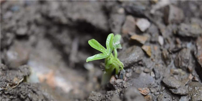 �����⼼�ܡ����ⳤ������ر�����֮�����Ұ���ֲ�