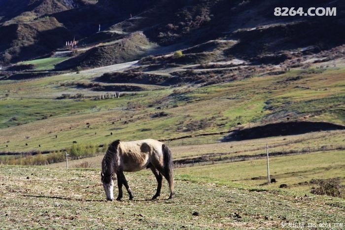 一粒尘埃,飞扬在川西自由天堂(完)