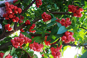 发现之旅 7月2日沉香湖自驾采摘莲雾将腐败继