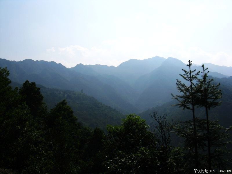 《采蜂蜜挖竹笋摘茶叶吃野果捡八角登高山香菇