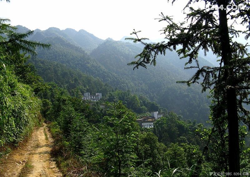 《采蜂蜜挖竹笋摘茶叶吃野果捡八角登高山香菇