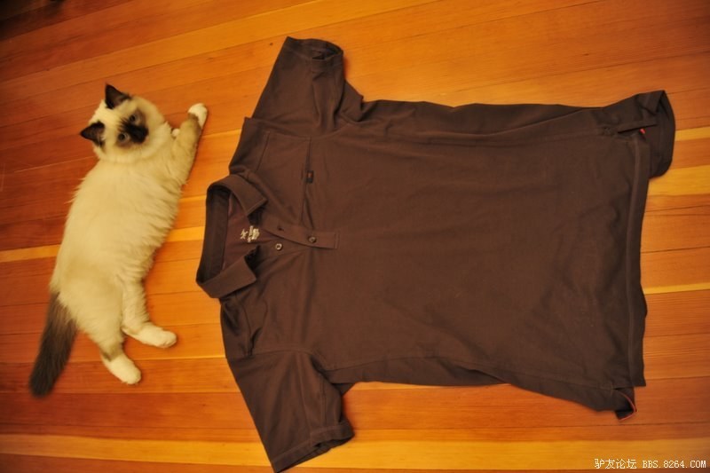 -响尾蛇SV向导级别-277楼所在28页-始祖鸟发