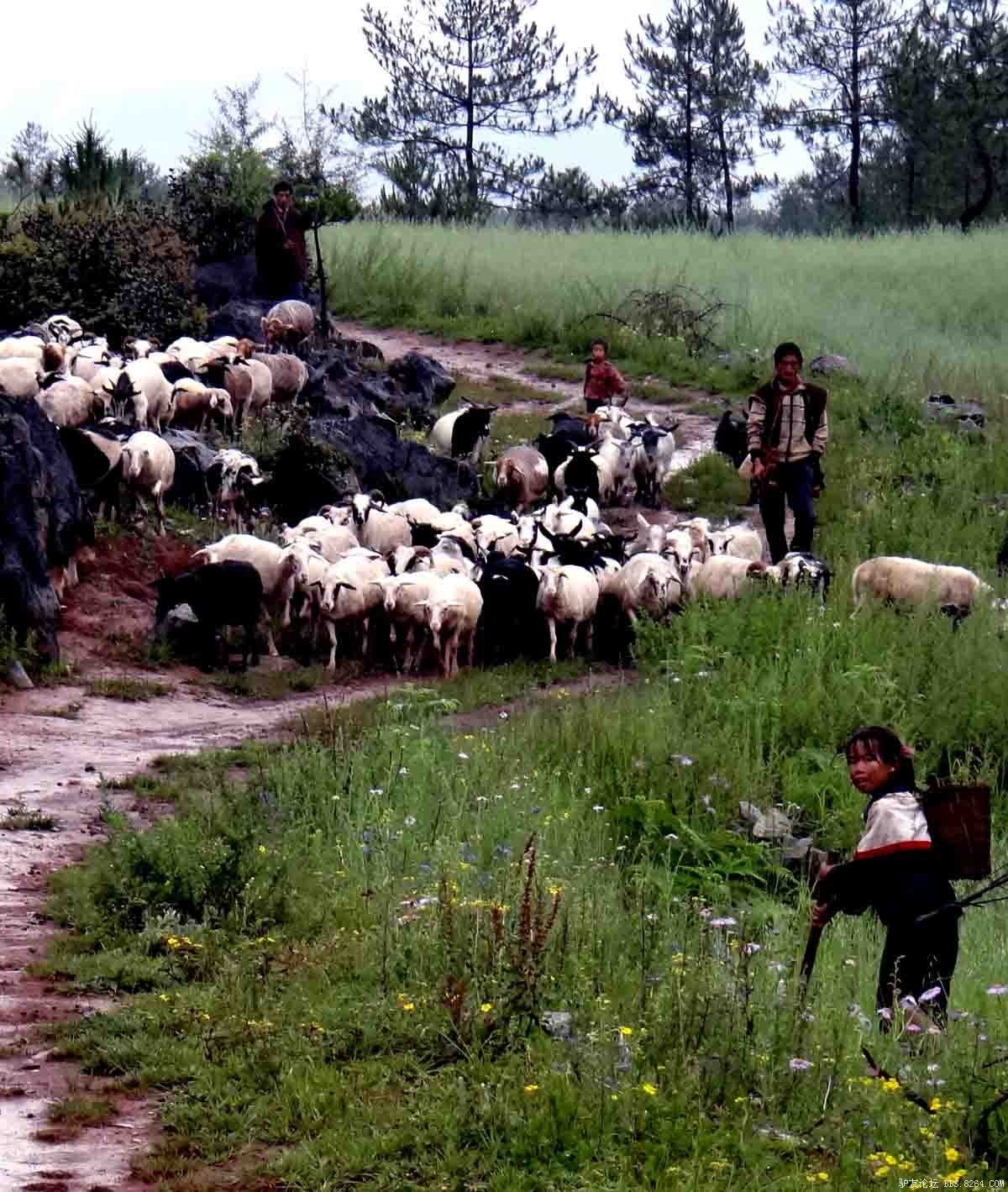 香格里拉。泸沽湖-亚丁-卡斯地狱谷。地形图+