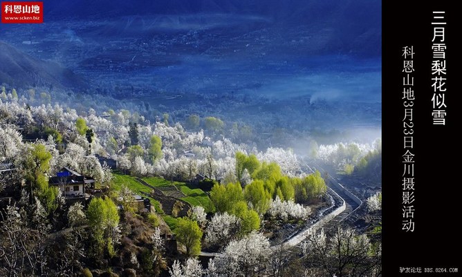 科恩山地 3月23金川雪梨花似雪自驾摄影活动