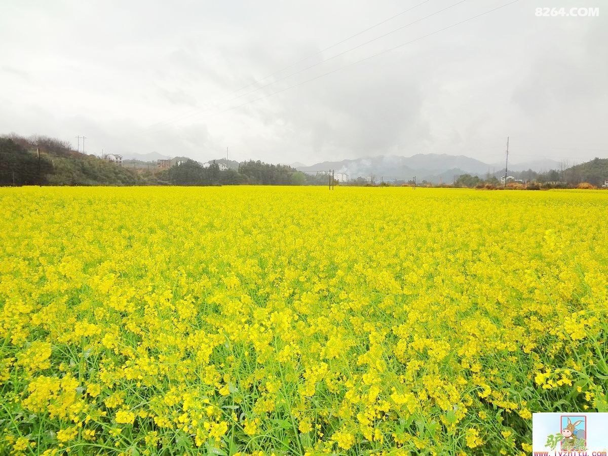 黄色花海洋,秀丽山川行--婺源三清山之旅回顾