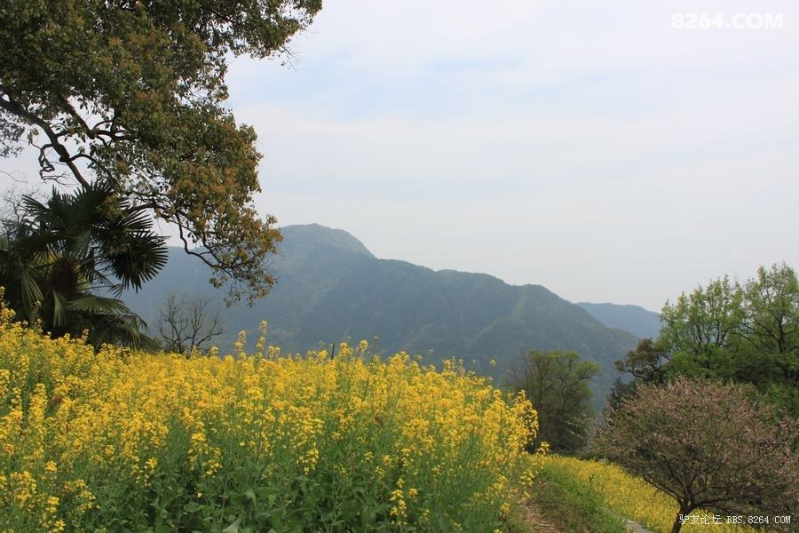 (晴耕雨读)也去婺源走走吧 - 第1页 - 户外摄影