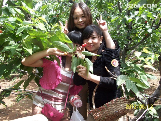 {公司组织摘樱桃活动总结}.