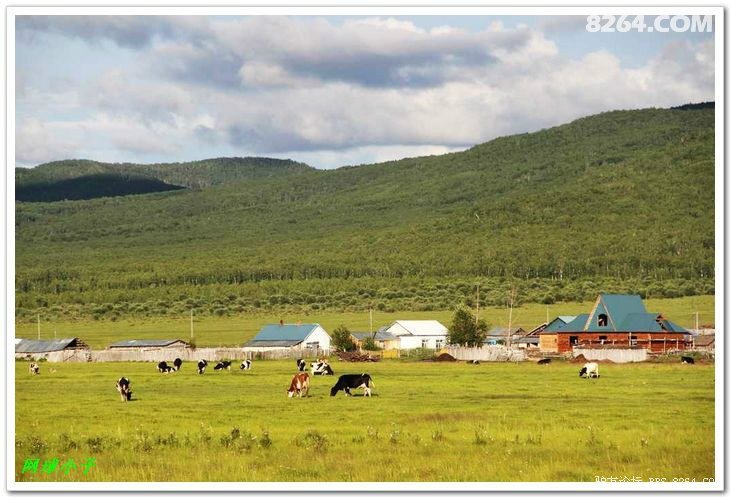 原创八千里路云和月,天苍野茫草绿花黄见牛羊