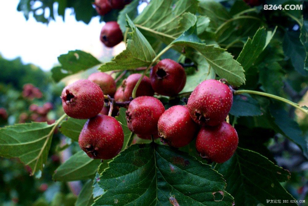 太行地八洞-八绝梯-青石爽-关山-枣树沟穿越活
