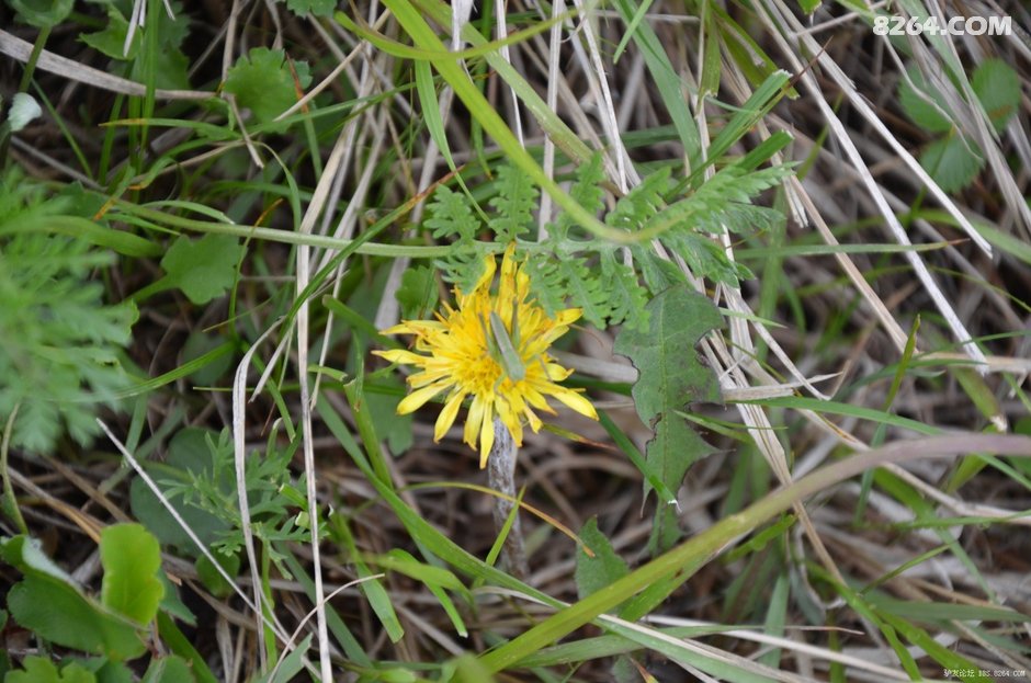 山上美丽花朵 084306dxylljaeyhvx5jlj.jpg!t3w825h0