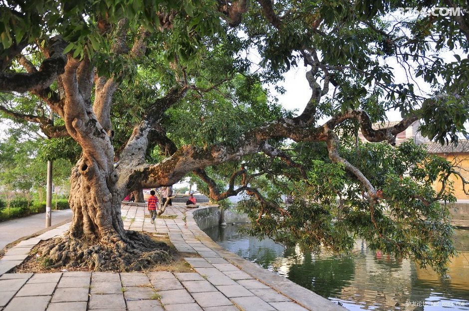 闲庭广西 古宅古树传世楹联大芦村