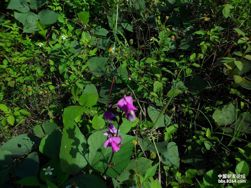 三十功名尘与土,八千里路云和月(无疾而终) - 镇