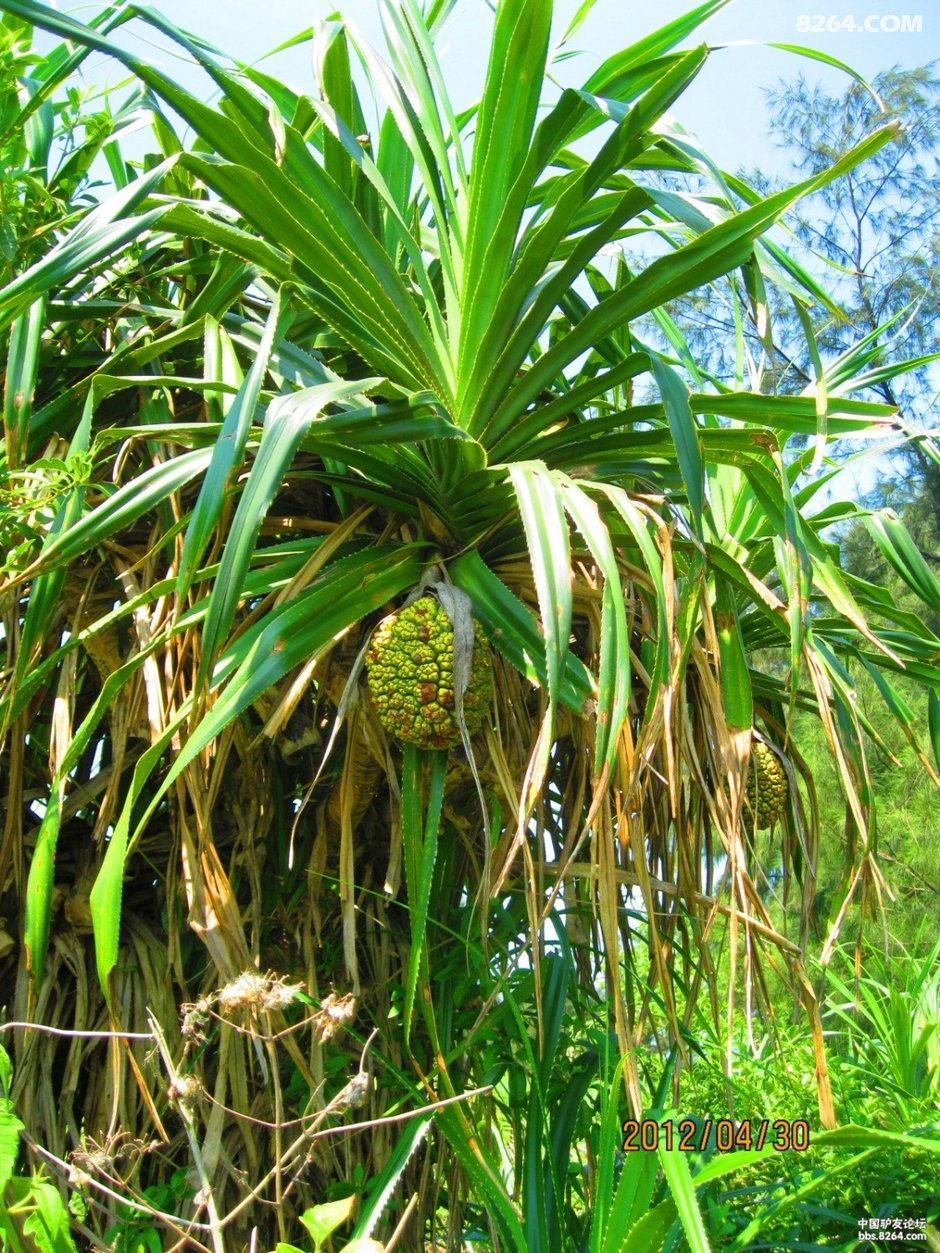 2012_04_26谷歌单车海南岛(每天不到40公里