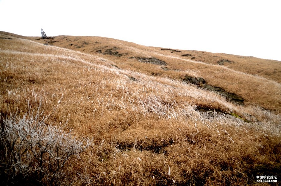 快穿武功,飘在深冬