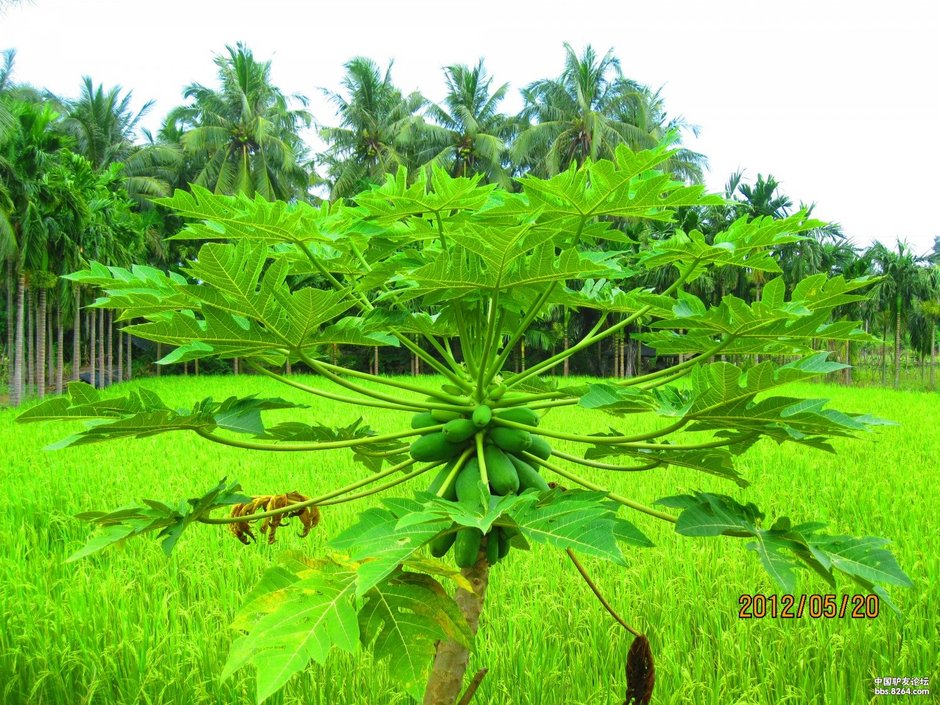 2012_04_26谷歌单车海南岛(每天不到40公里