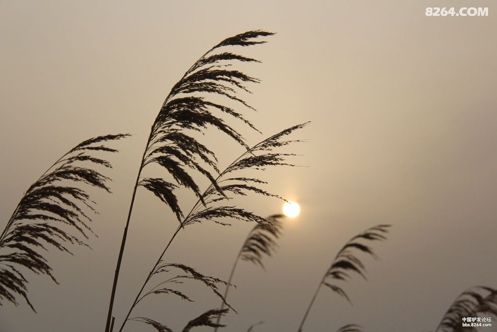 徒步上班--灵武至宁东毛乌素沙漠行 - 宁夏 - 82