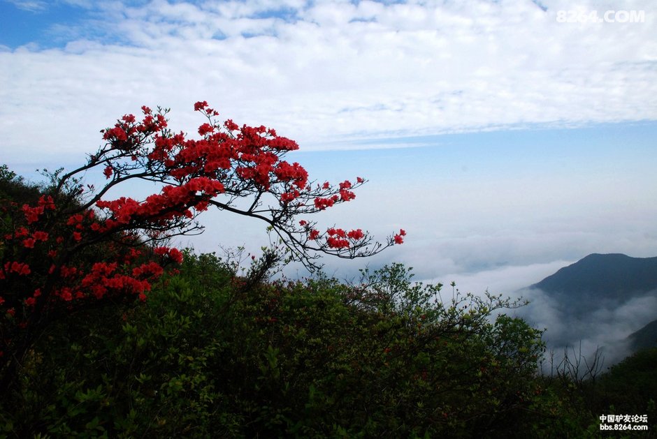 歙县石耳山,云海中的特色杜鹃