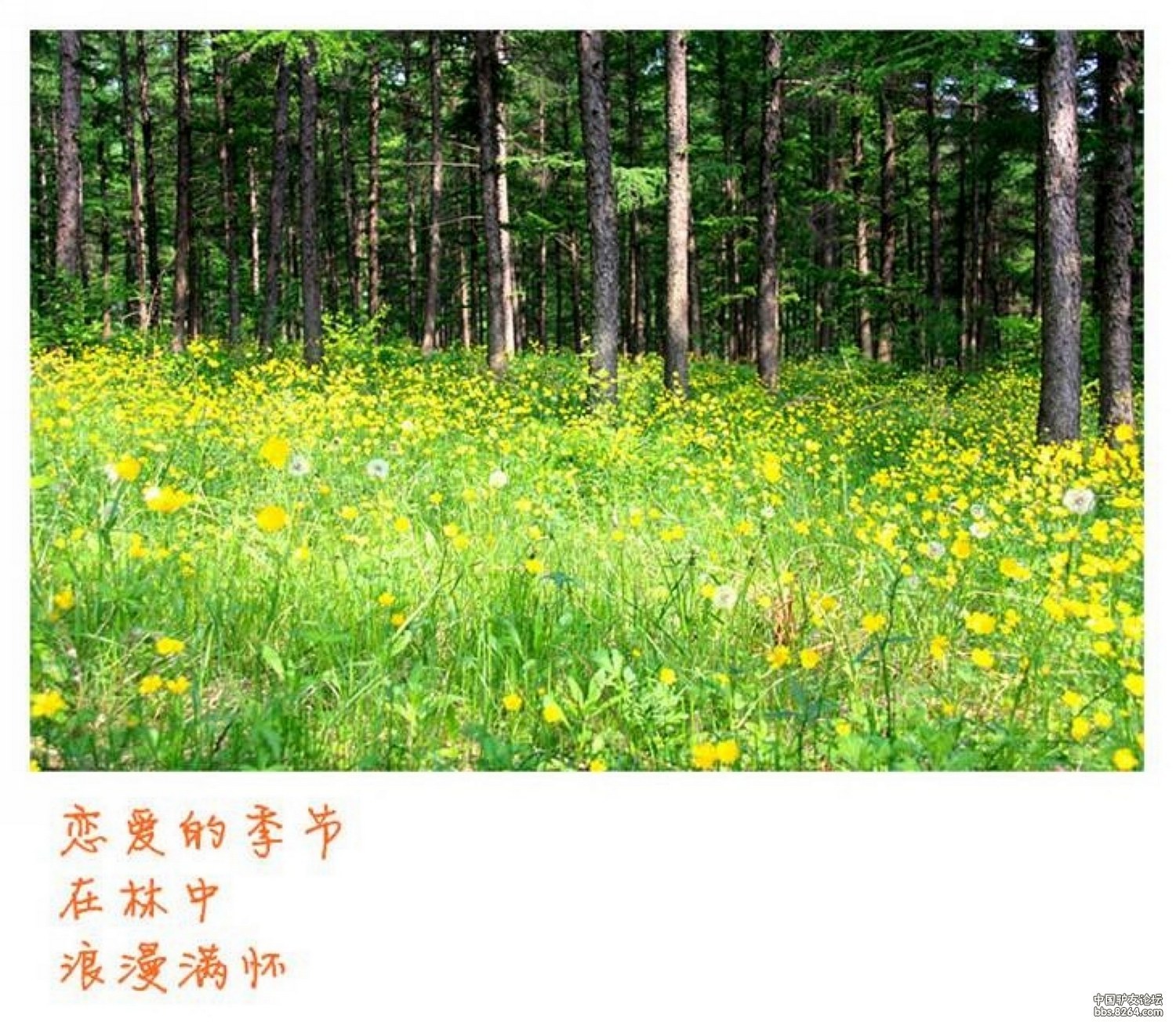 8264<em>丹东</em>版<em>凤城</em>楼山登山赏花(都是<em>美女</em>,几乎看